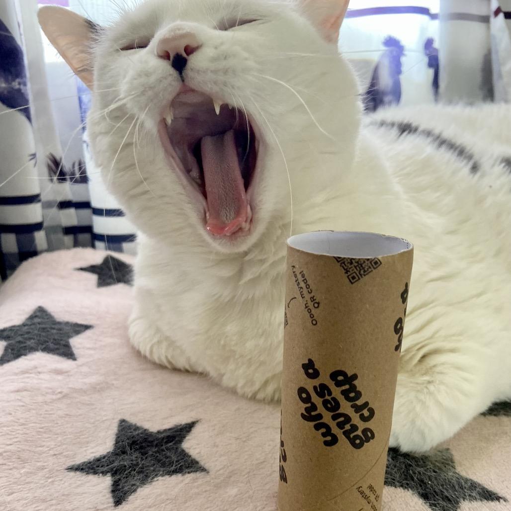 Enlarge Cake Pop, a Adoptable Domestic Short Hair in Deerfield, IL image 1/6