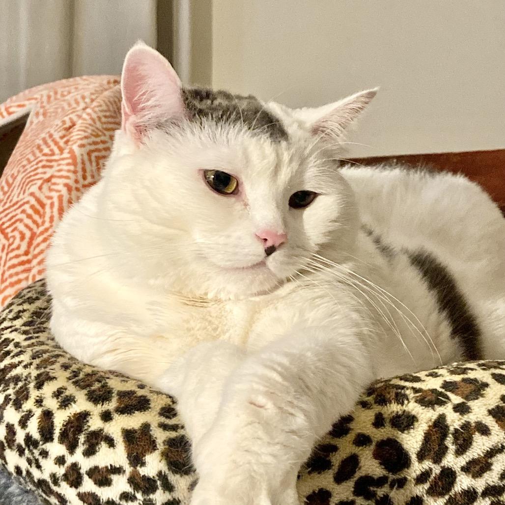 Enlarge Cake Pop, a Adoptable Domestic Short Hair in Deerfield, IL image 2/6