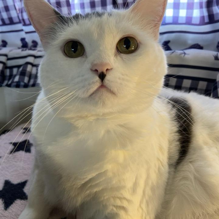 Enlarge Cake Pop, a Adoptable Domestic Short Hair in Deerfield, IL image 1/5