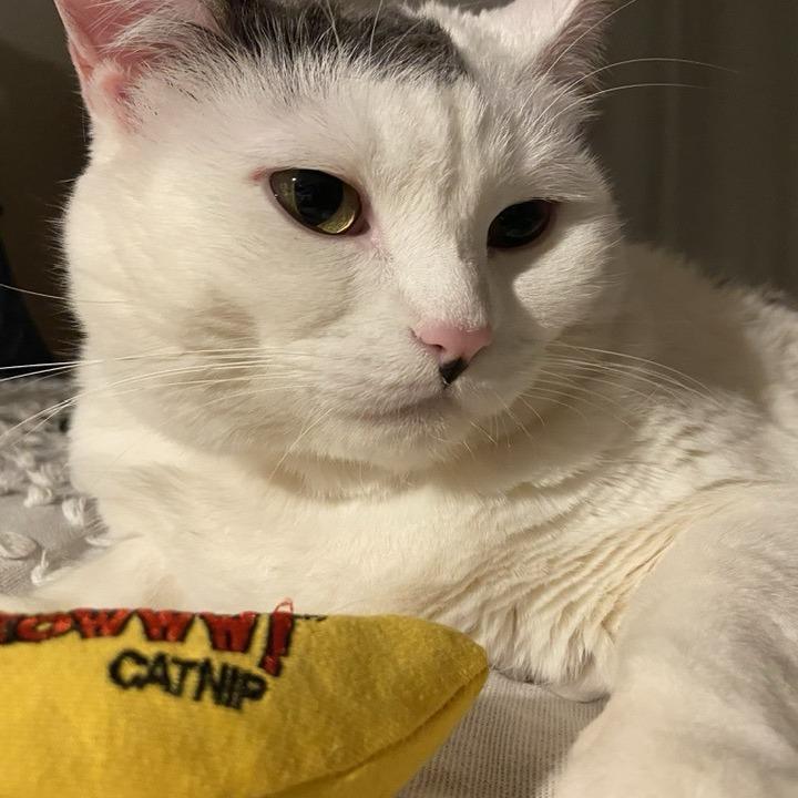 Enlarge Cake Pop, a Adoptable Domestic Short Hair in Deerfield, IL image 2/5