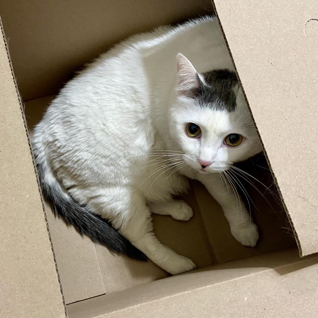 Enlarge Cake Pop, a Adoptable Domestic Short Hair in Deerfield, IL image 3/6