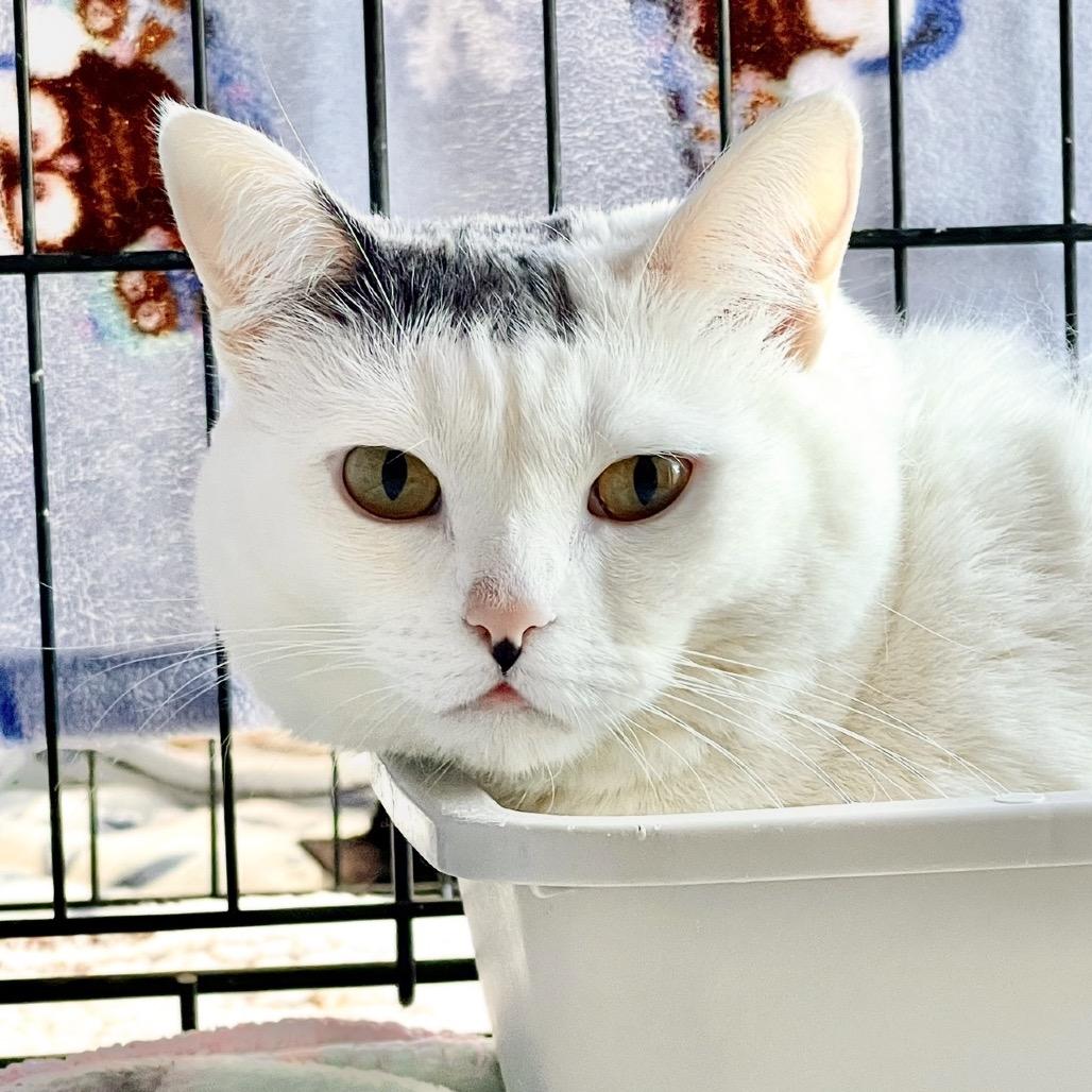 Cake Pop, Adoptable, Senior Female Domestic Short Hair.