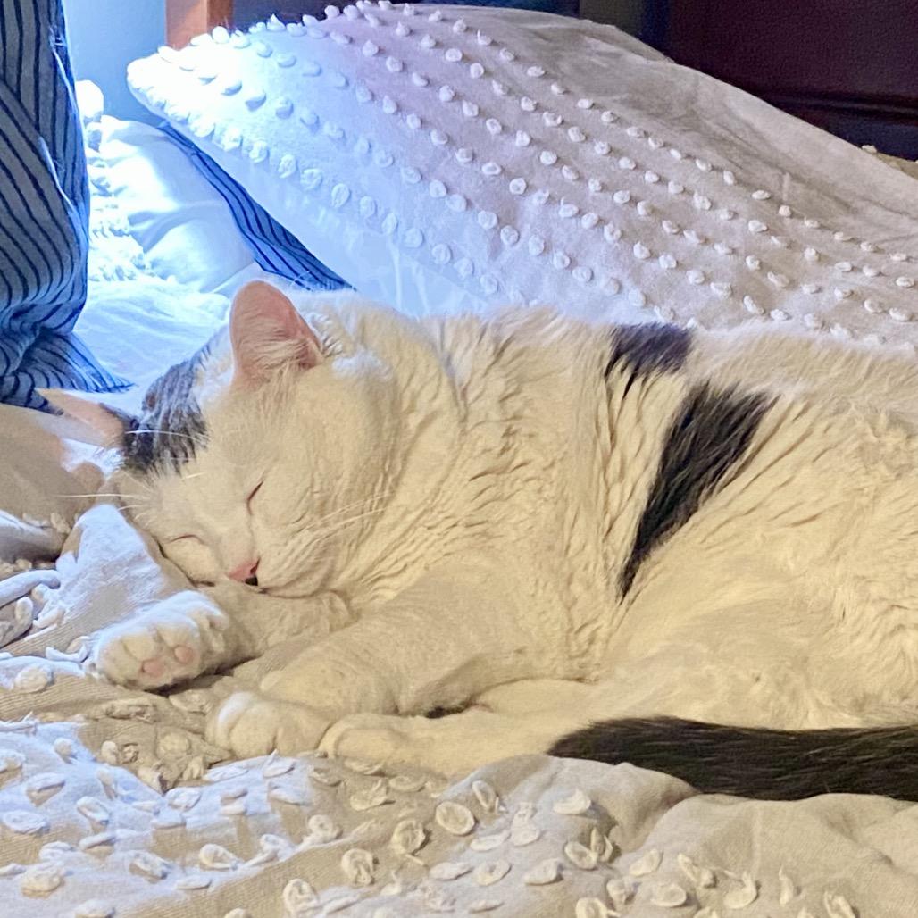 Cake Pop — thumbnail 4