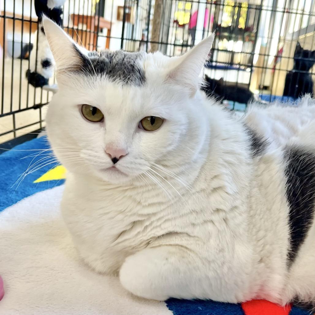 Enlarge Cake Pop, a Adoptable Domestic Short Hair in Deerfield, IL image 3/5