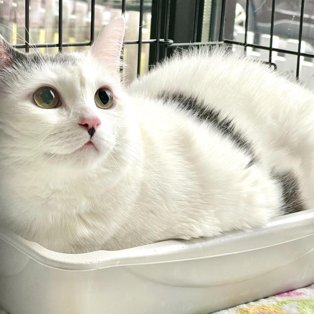 Enlarge Cake Pop, a Adoptable Domestic Short Hair in Deerfield, IL image 6/6