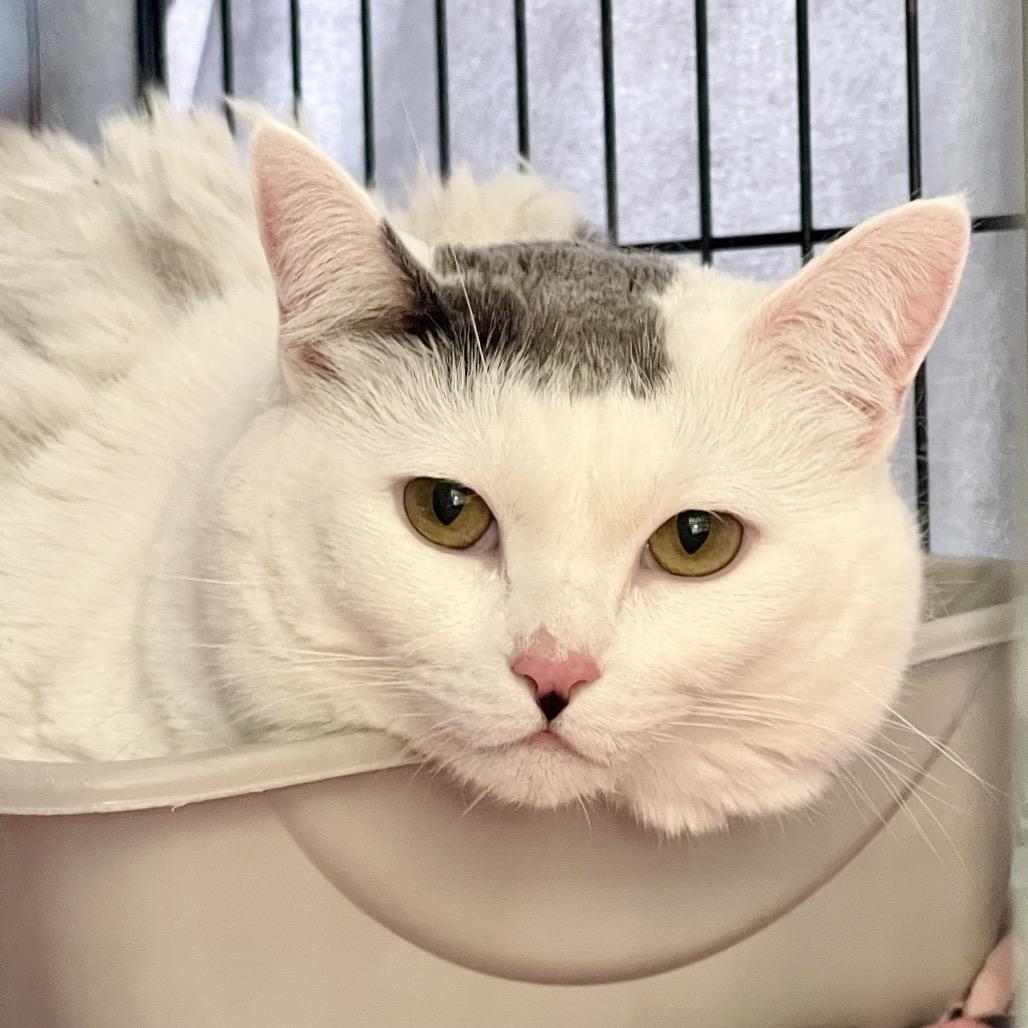 Enlarge Cake Pop, a Adoptable Domestic Short Hair in Deerfield, IL image 3/3