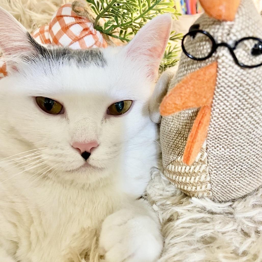 Enlarge Cake Pop, a Adoptable Domestic Short Hair in Deerfield, IL image 4/5