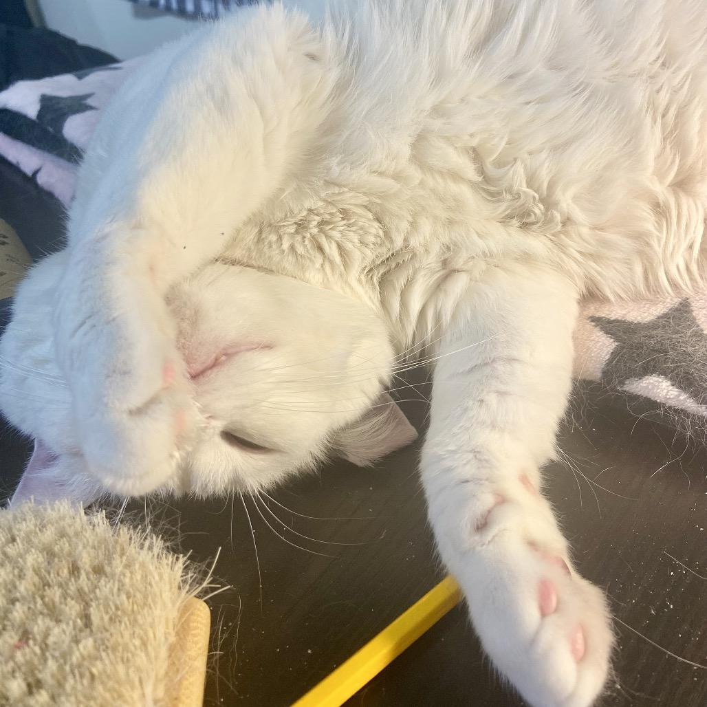 Enlarge Cake Pop, a Adoptable Domestic Short Hair in Deerfield, IL image 5/5