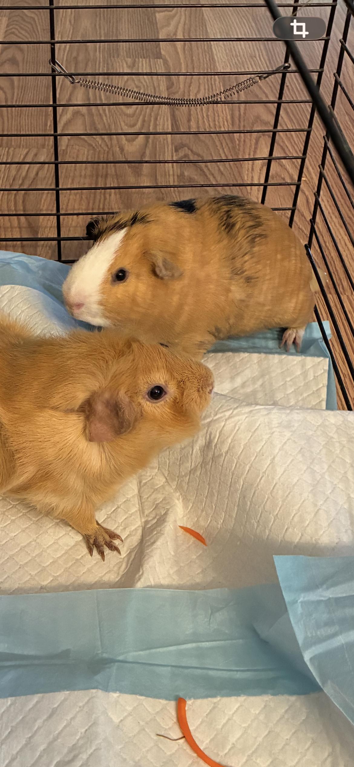 Enlarge Peach and Ziggy, a Adoptable Guinea Pig in Saint Louis, MO image 2/2