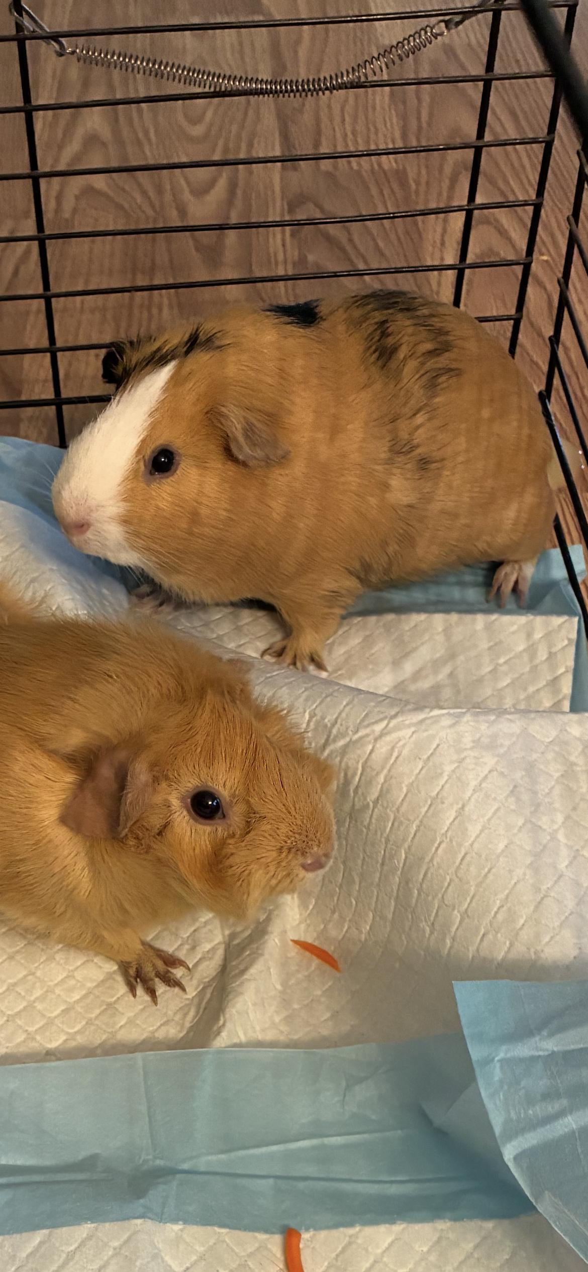 Enlarge Peach and Ziggy, a Adoptable Guinea Pig in Saint Louis, MO image 1/2