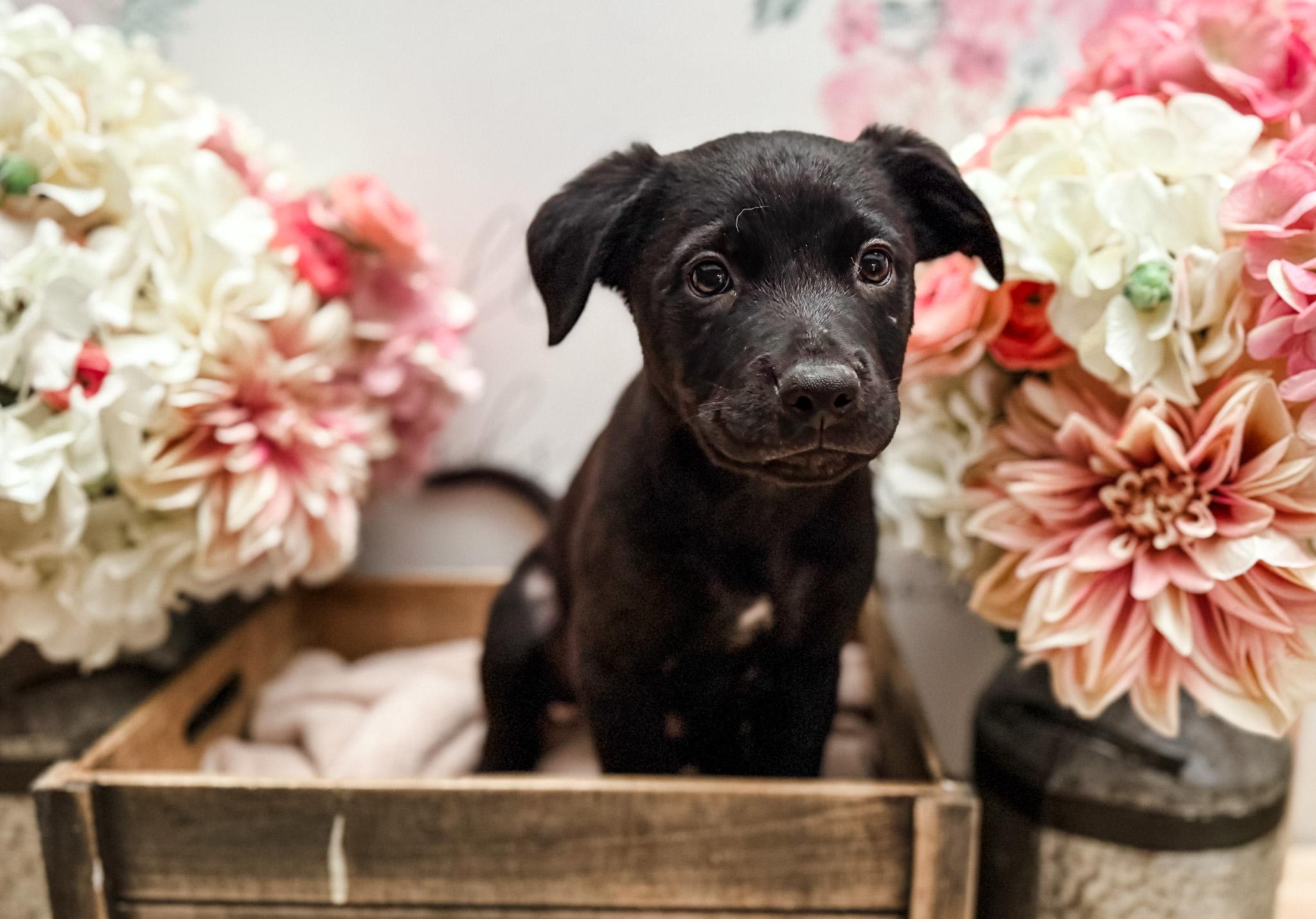 Enlarge Coriander , a Adoptable mixed breed in Newberg, OR image 3/4