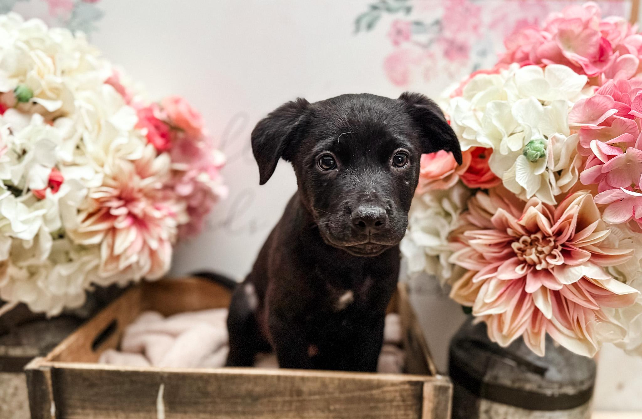 Enlarge Coriander , a Adoptable mixed breed in Newberg, OR image 4/4