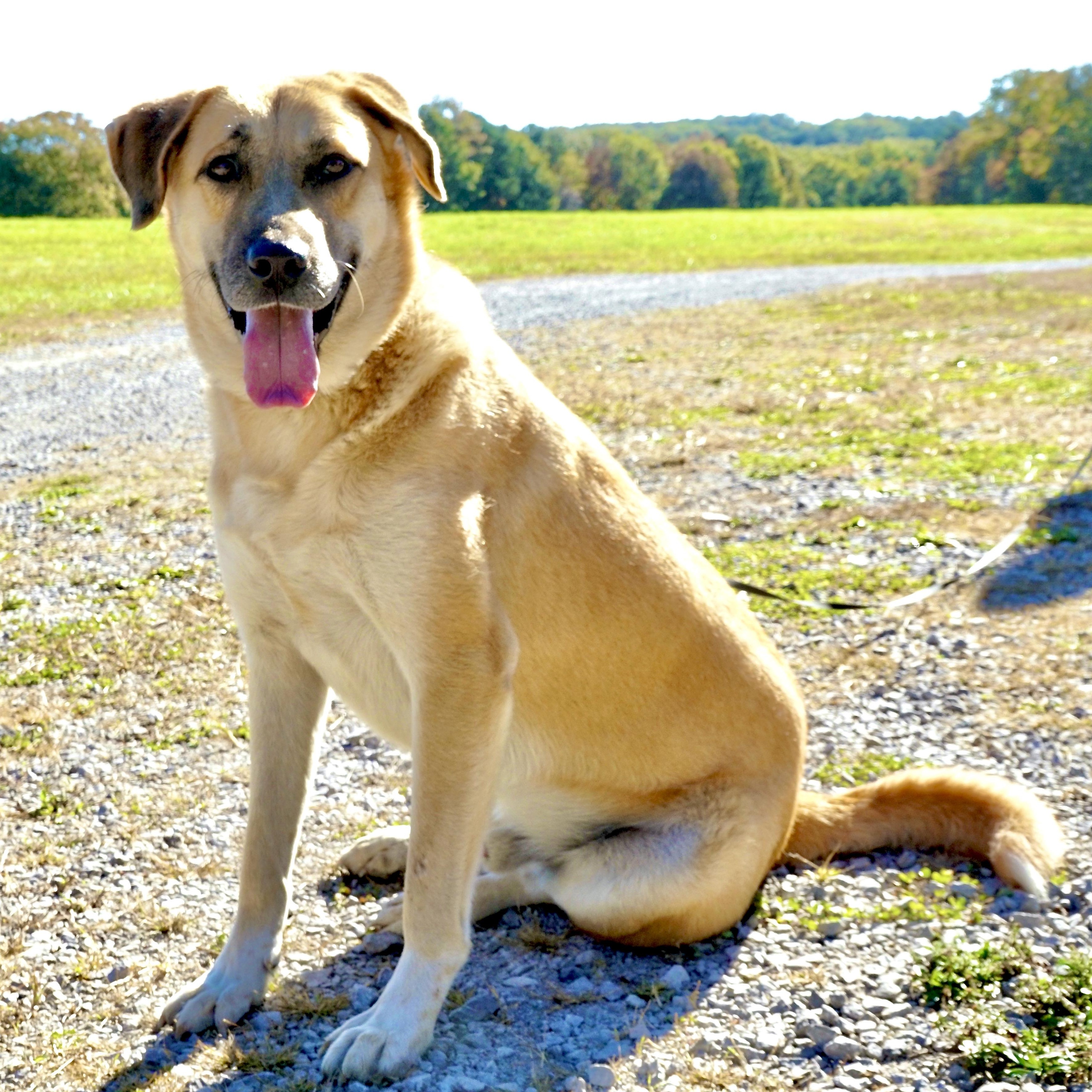 Enlarge Jack - s, a Adoptable mixed breed in Sequatchie, TN image 3/6