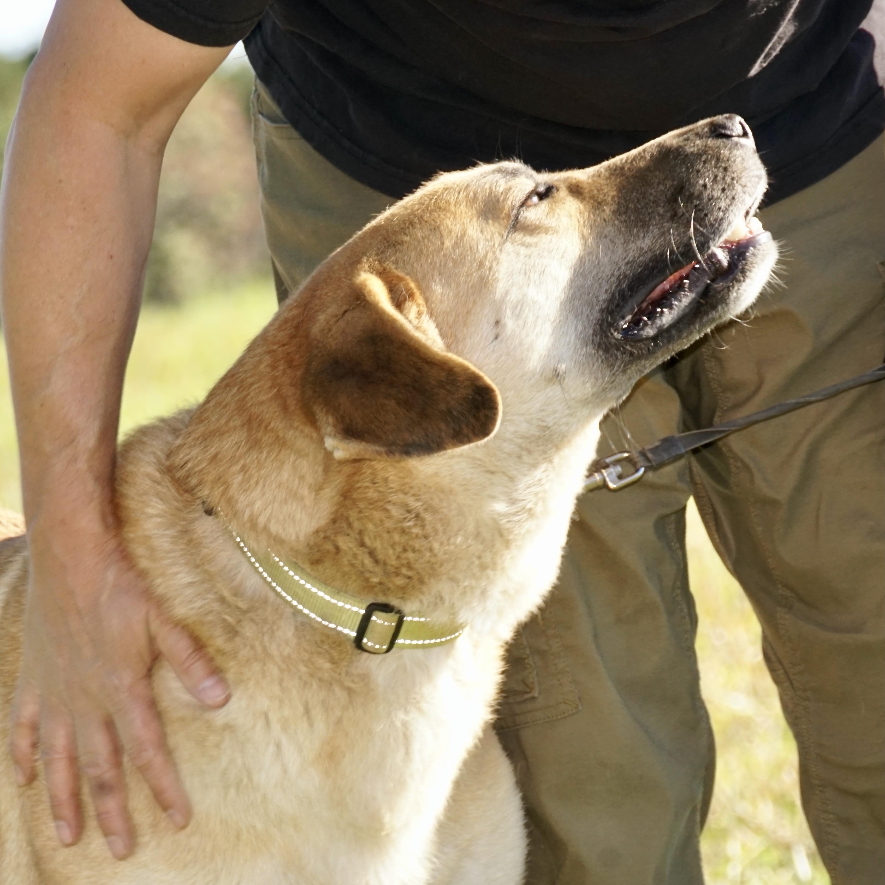 Enlarge Jack - s, a Adoptable mixed breed in Sequatchie, TN image 4/6