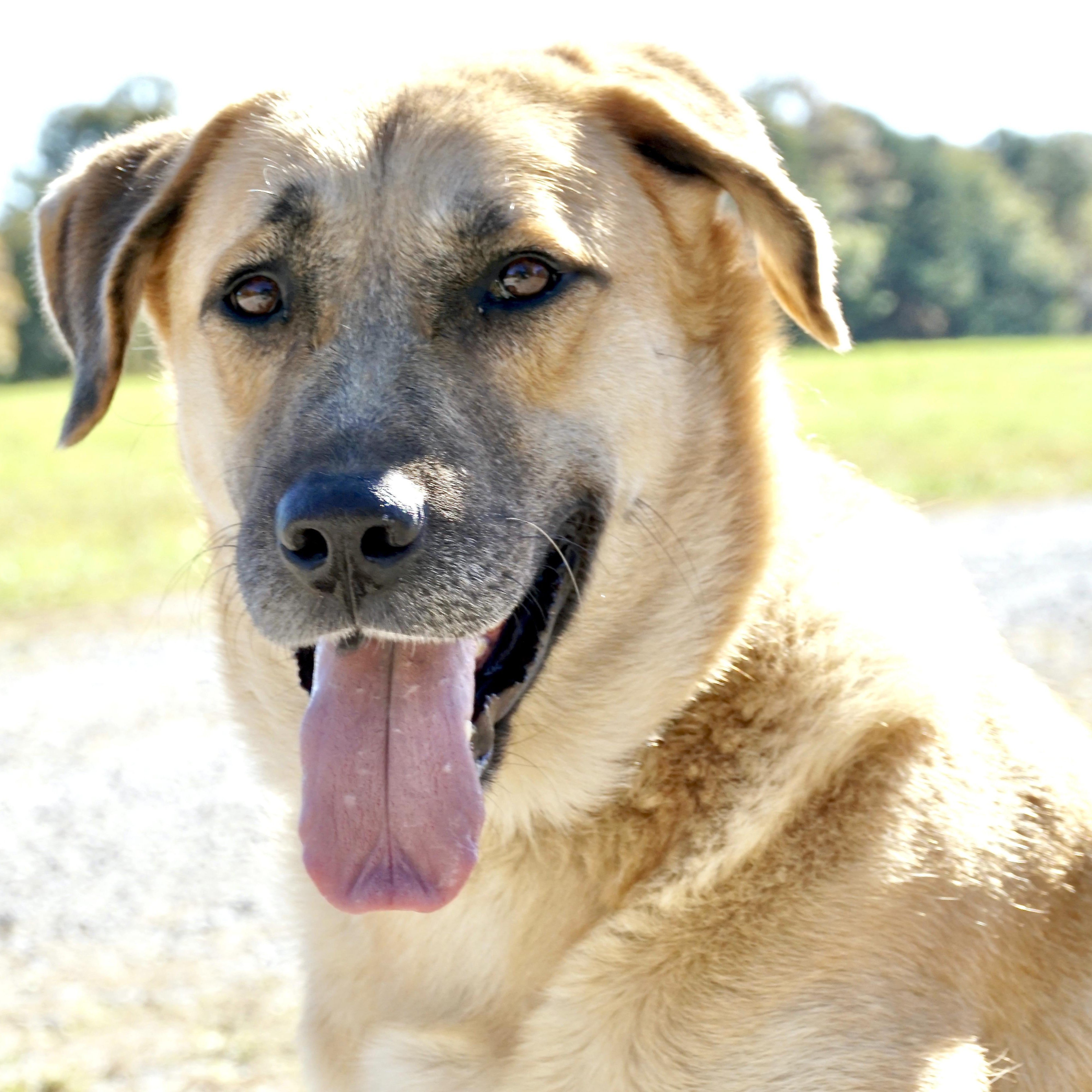 Jack - s, Adoptable, Adult Male Anatolian Shepherd & Great Pyrenees.