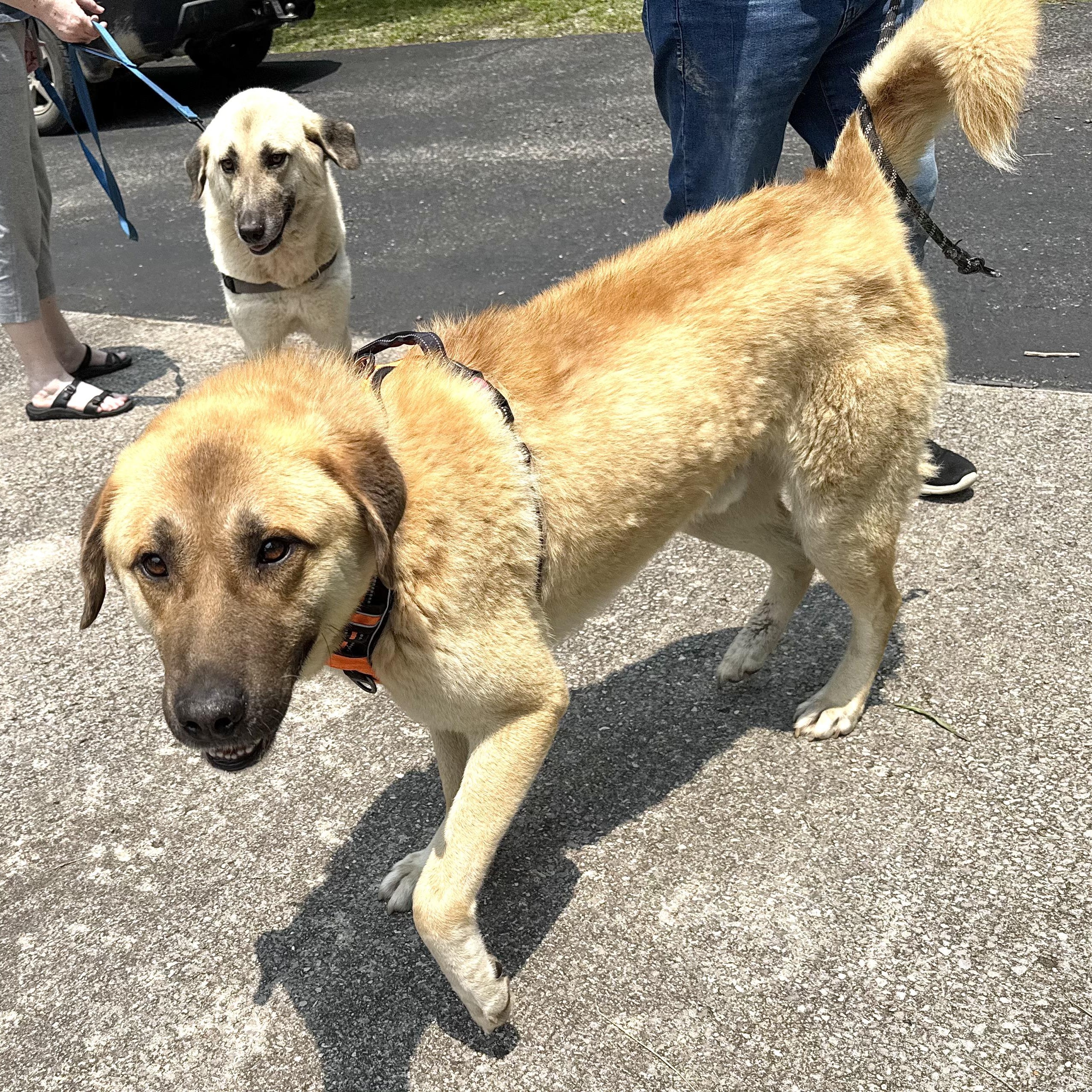 Enlarge Jack - s, a Adoptable mixed breed in Sequatchie, TN image 5/6