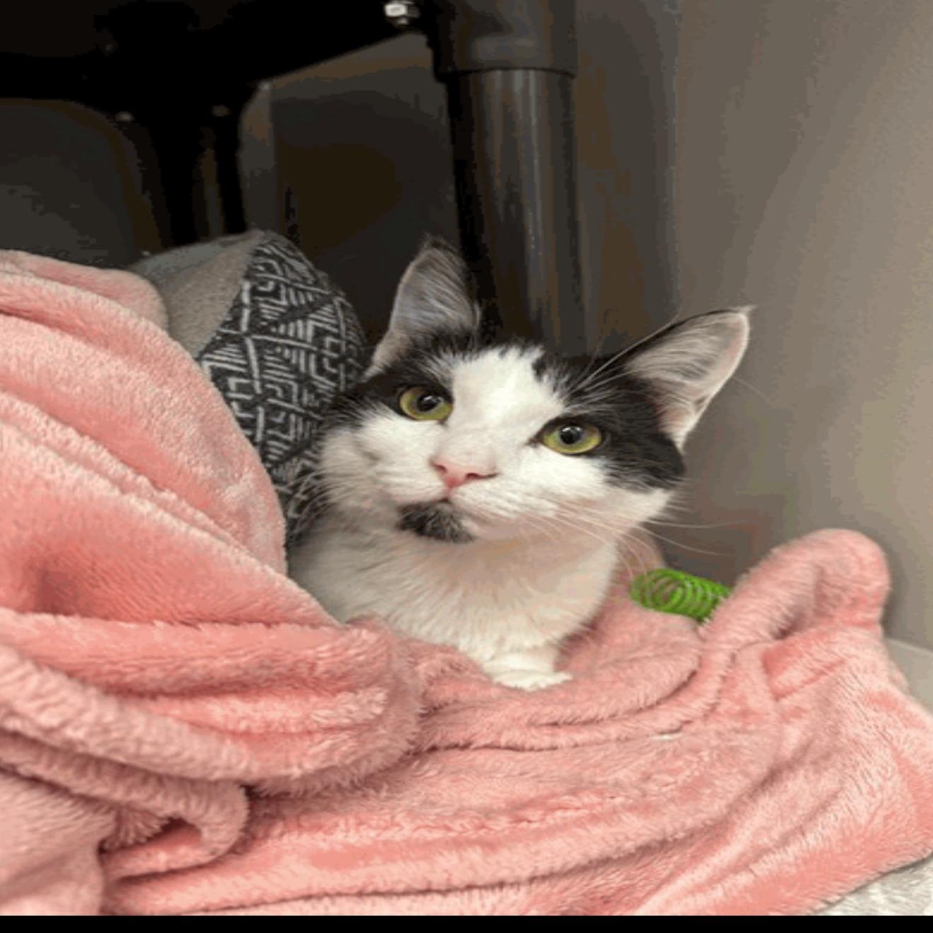 Enlarge Ash, an adopted mixed breed in fennville, MI image 1/1
