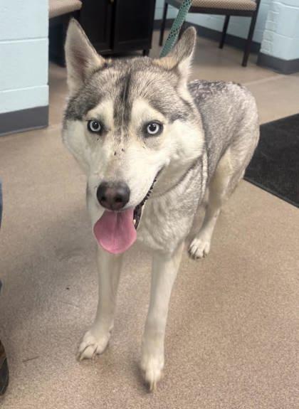 Sporty, Adoptable, Adult Female Siberian Husky & Mixed Breed.