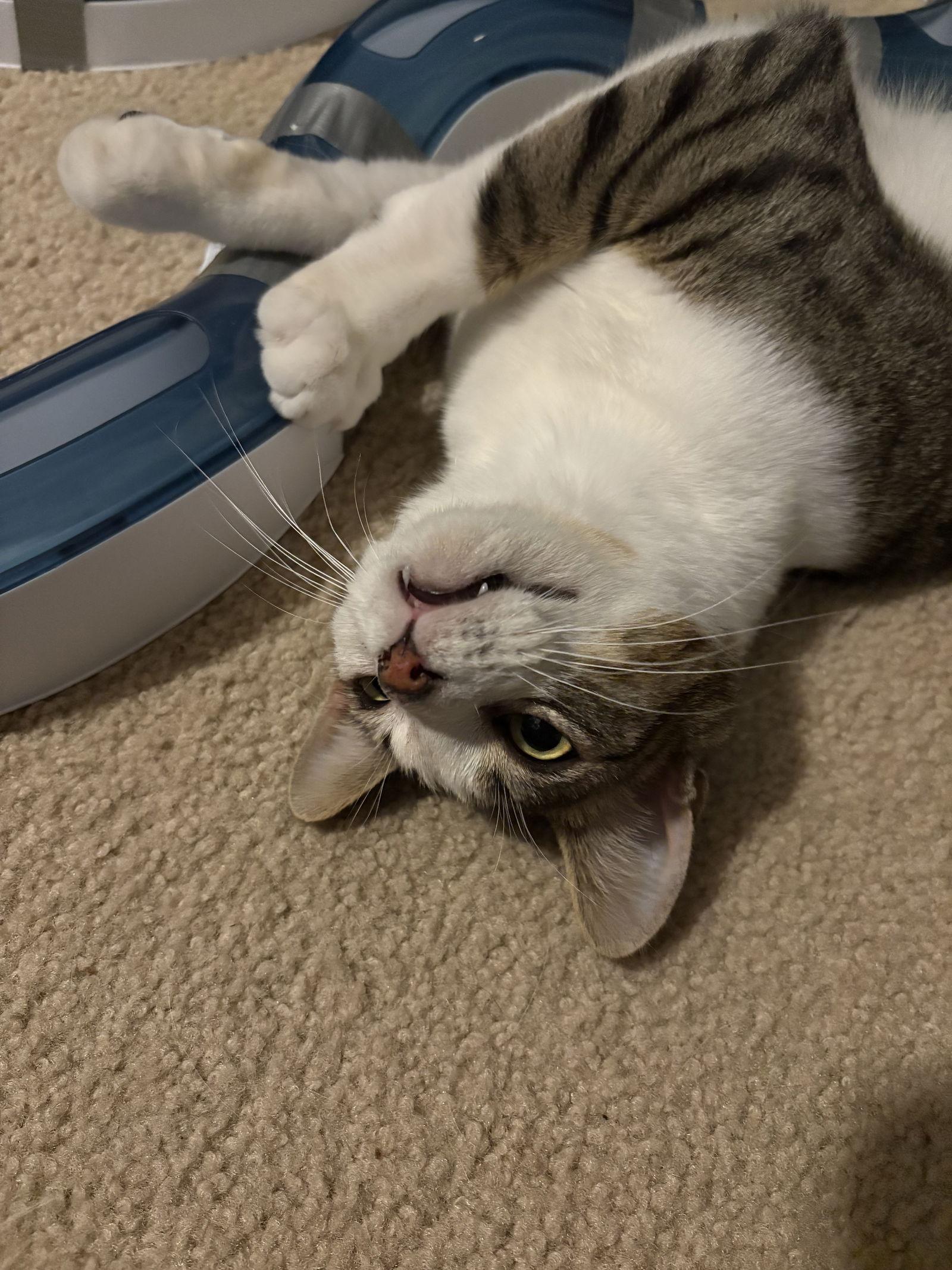 Enlarge Blade, a Adoptable mixed breed in Seaford, DE image 1/3