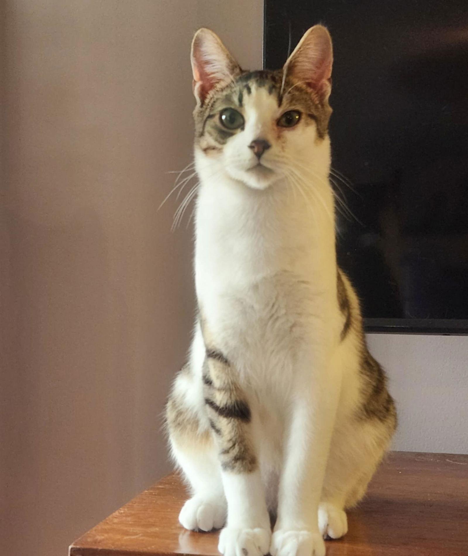 Blade, Adoptable, Kitten Male Tabby & Domestic Short Hair.