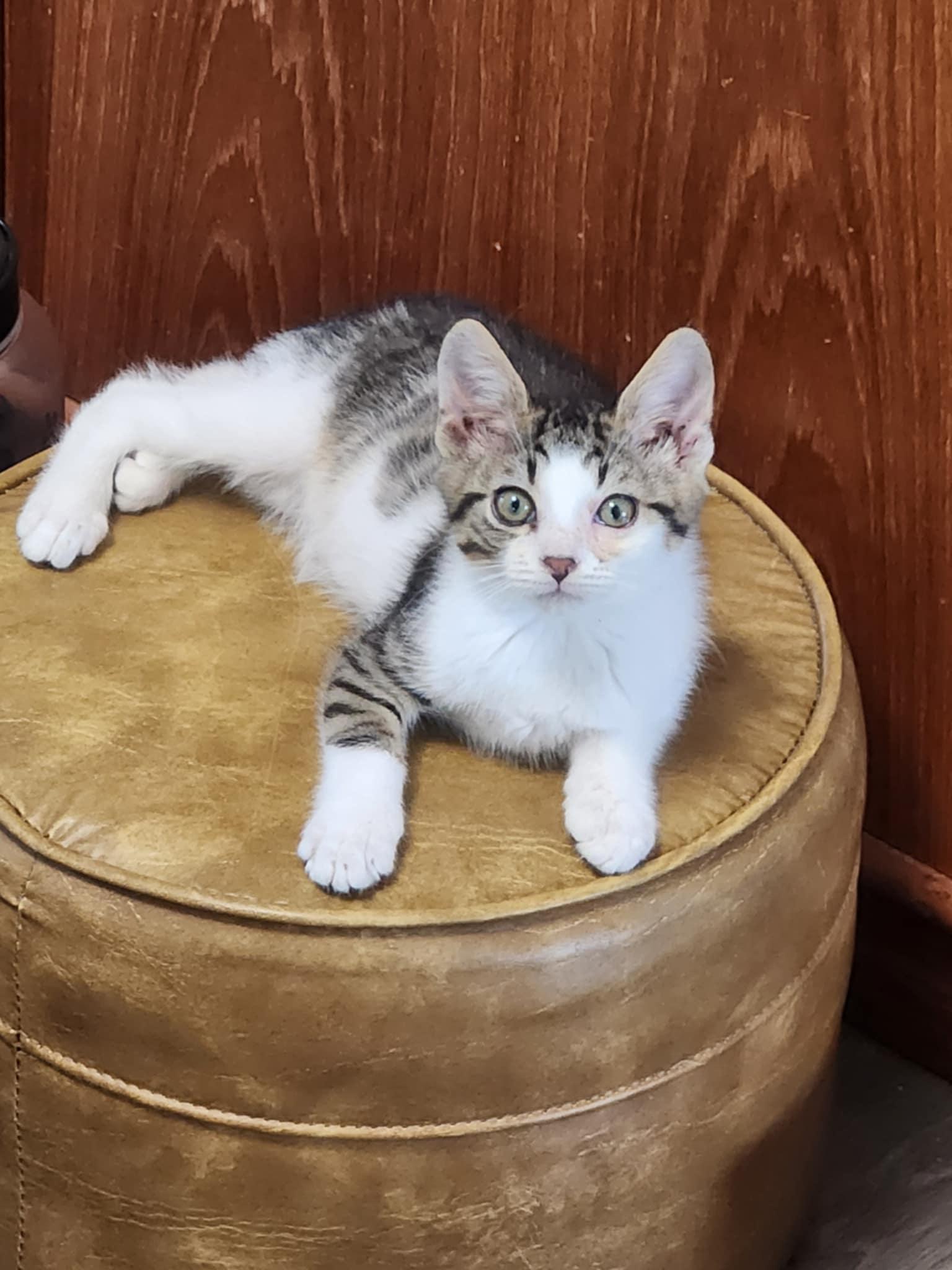 Blade, Adoptable, Kitten Male Tabby & Domestic Short Hair.