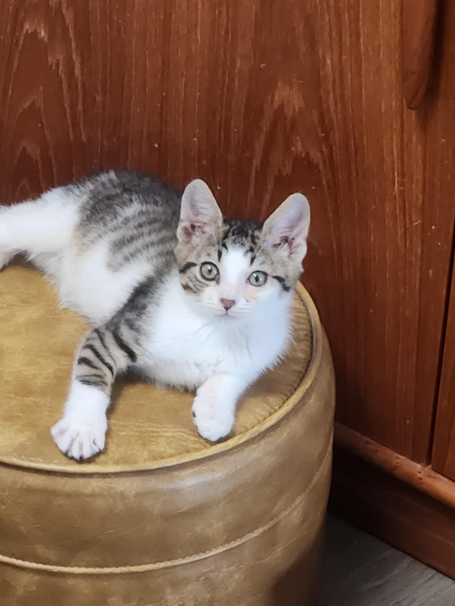 Enlarge Blade, a Adoptable mixed breed in Seaford, DE image 2/2