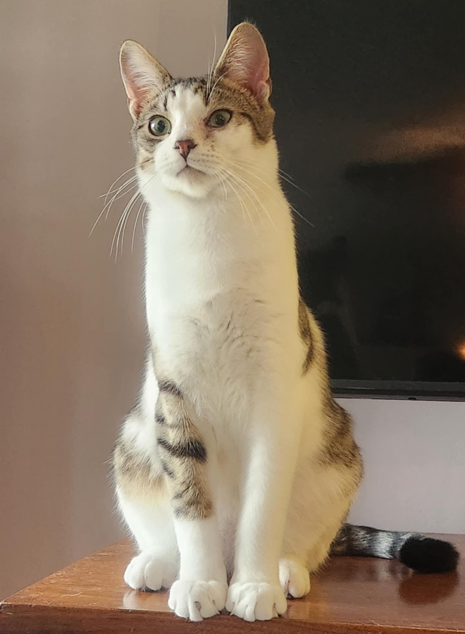 Enlarge Blade, a Adoptable mixed breed in Seaford, DE image 2/2