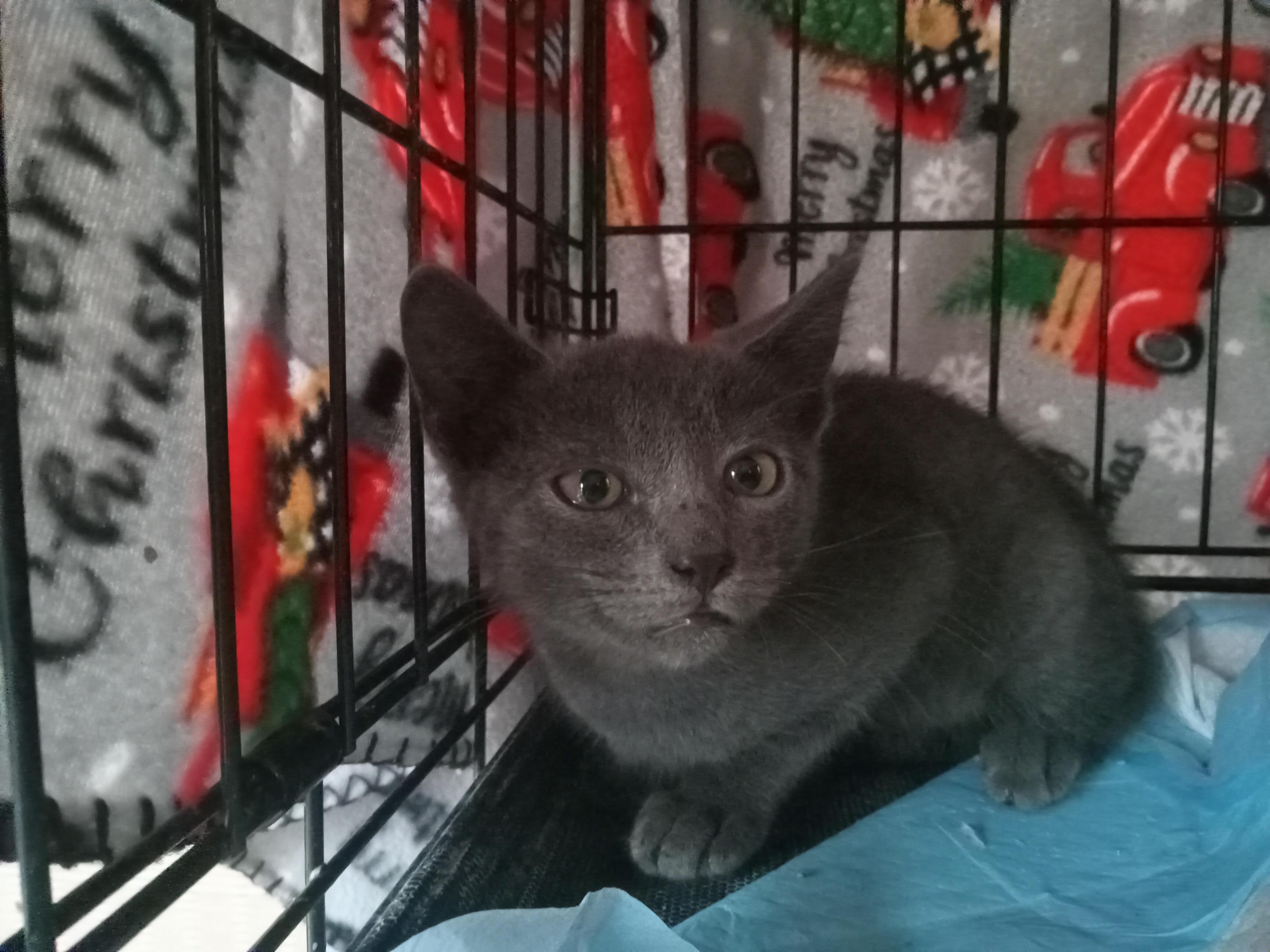 Enlarge Grayson, a Adoptable Domestic Short Hair in North Haledon, NJ image 1/2