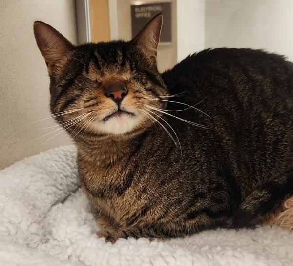 Charles, Adoptable, Adult Male Domestic Short Hair.