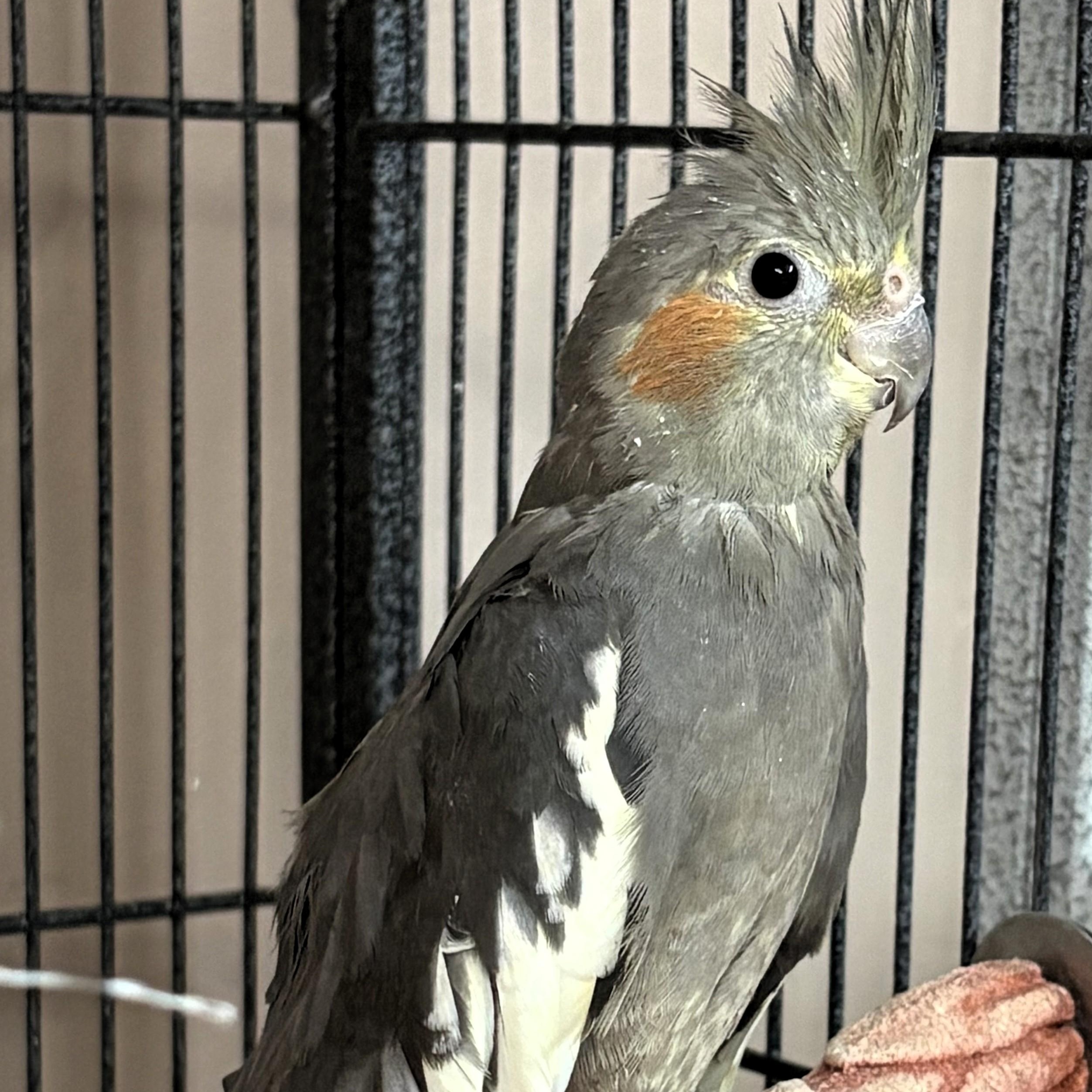 Enlarge Bashful, a Adoptable Cockatiel in Lenexa, KS image 1/1