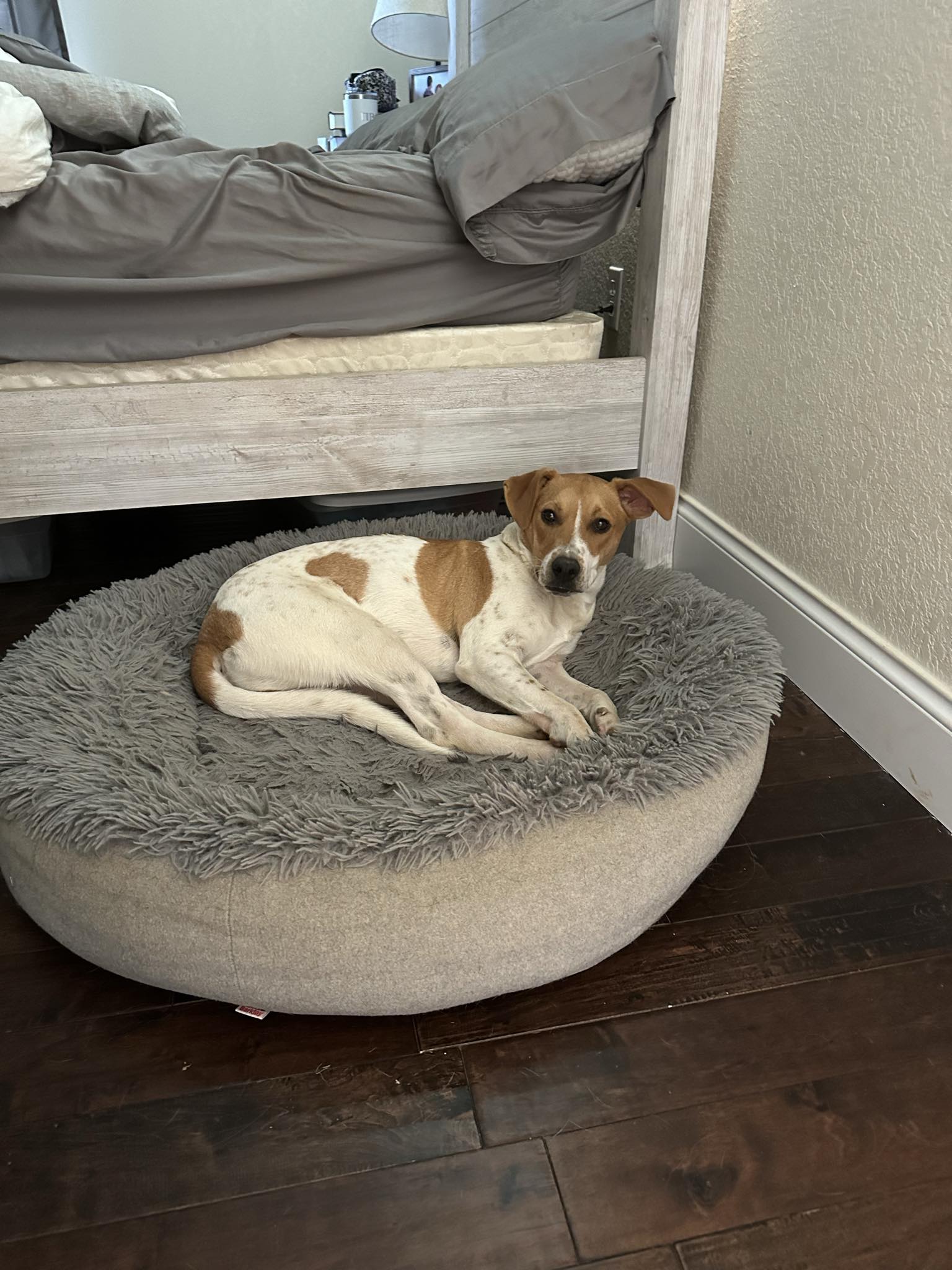 Dog for adoption Levi, a Pit Bull Terrier Mix in Harrogate, TN