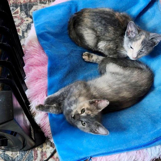 Emissa — thumbnail 2