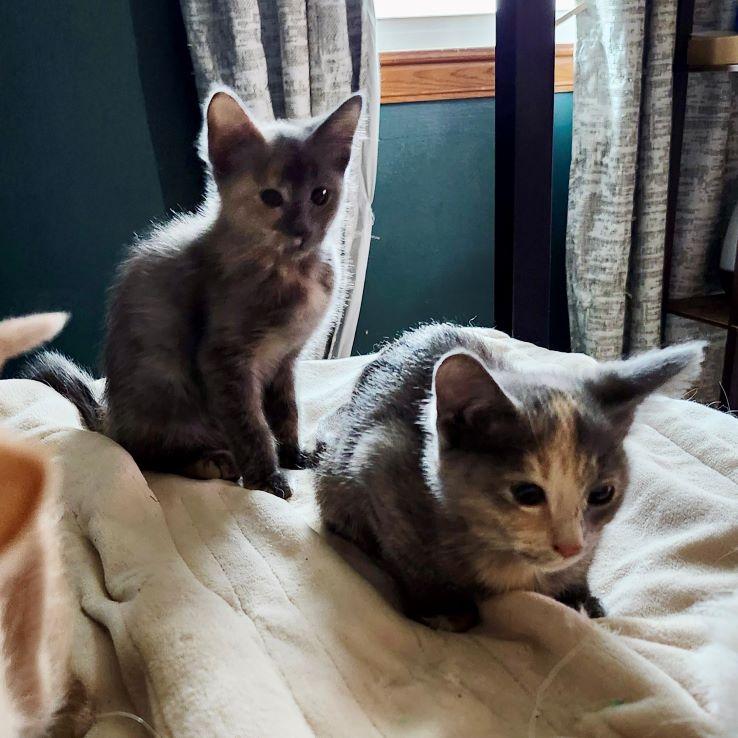 Emissa — thumbnail 3