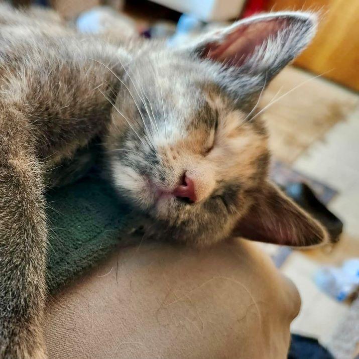 Emissa — thumbnail 4