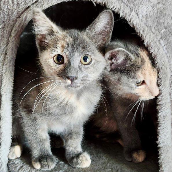 Emissa — thumbnail 5