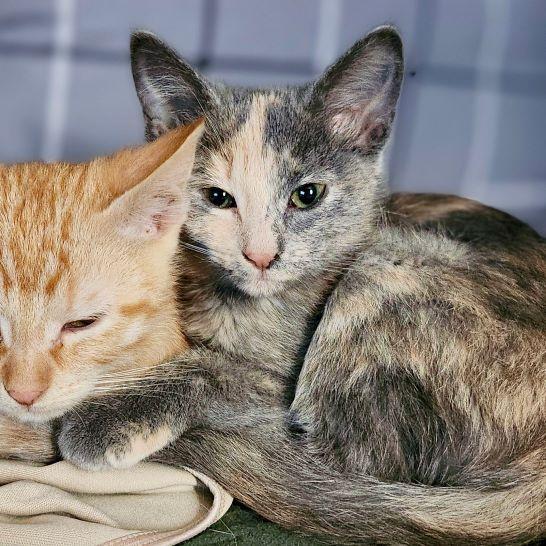 Emissa — thumbnail 6