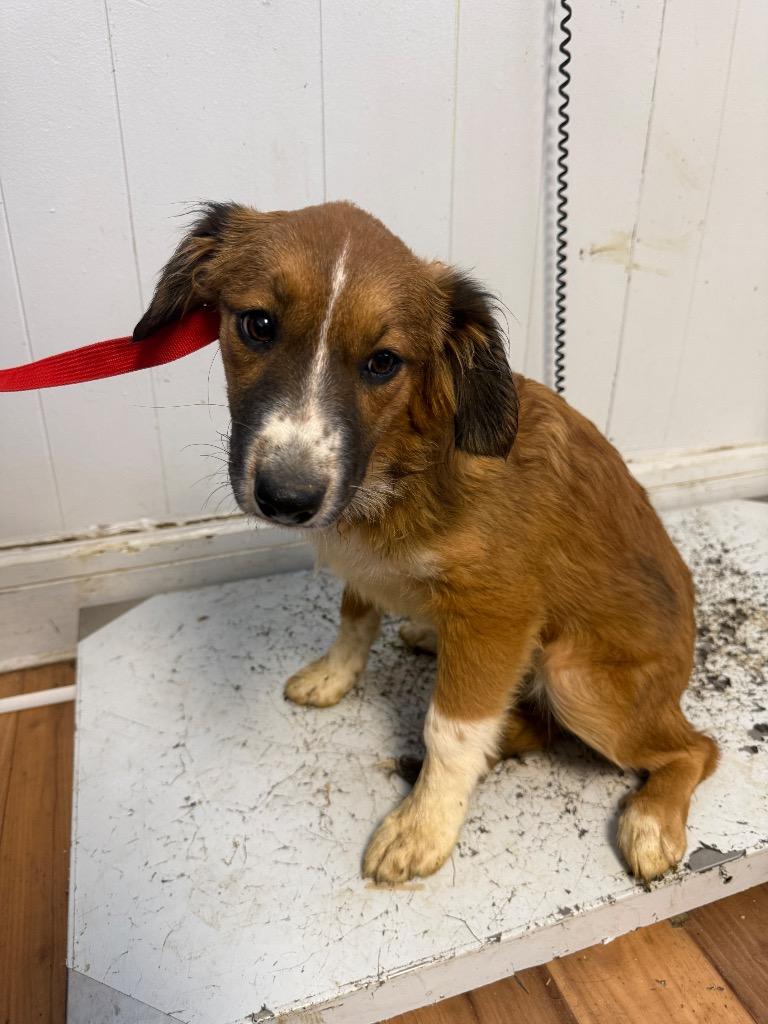 Enlarge Peppermint, a Adoptable mixed breed in Fayetteville, TN image 1/1