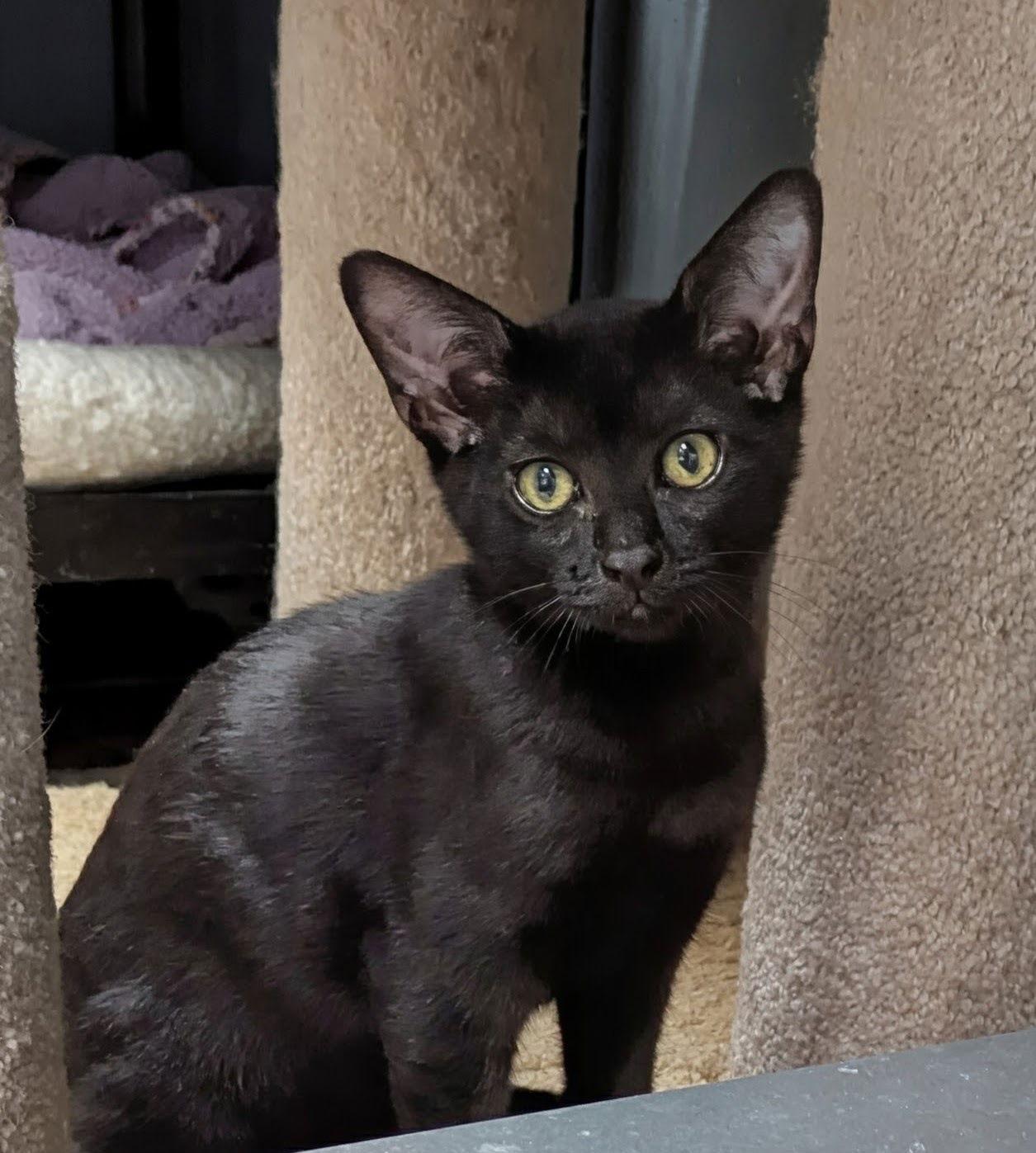Enlarge Dolph Lundgren, a Adoptable Domestic Short Hair in Ocala, FL image 1/3
