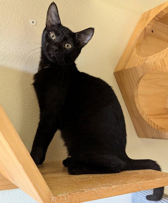 Enlarge Dolph Lundgren, a Adoptable Domestic Short Hair in Ocala, FL image 2/3