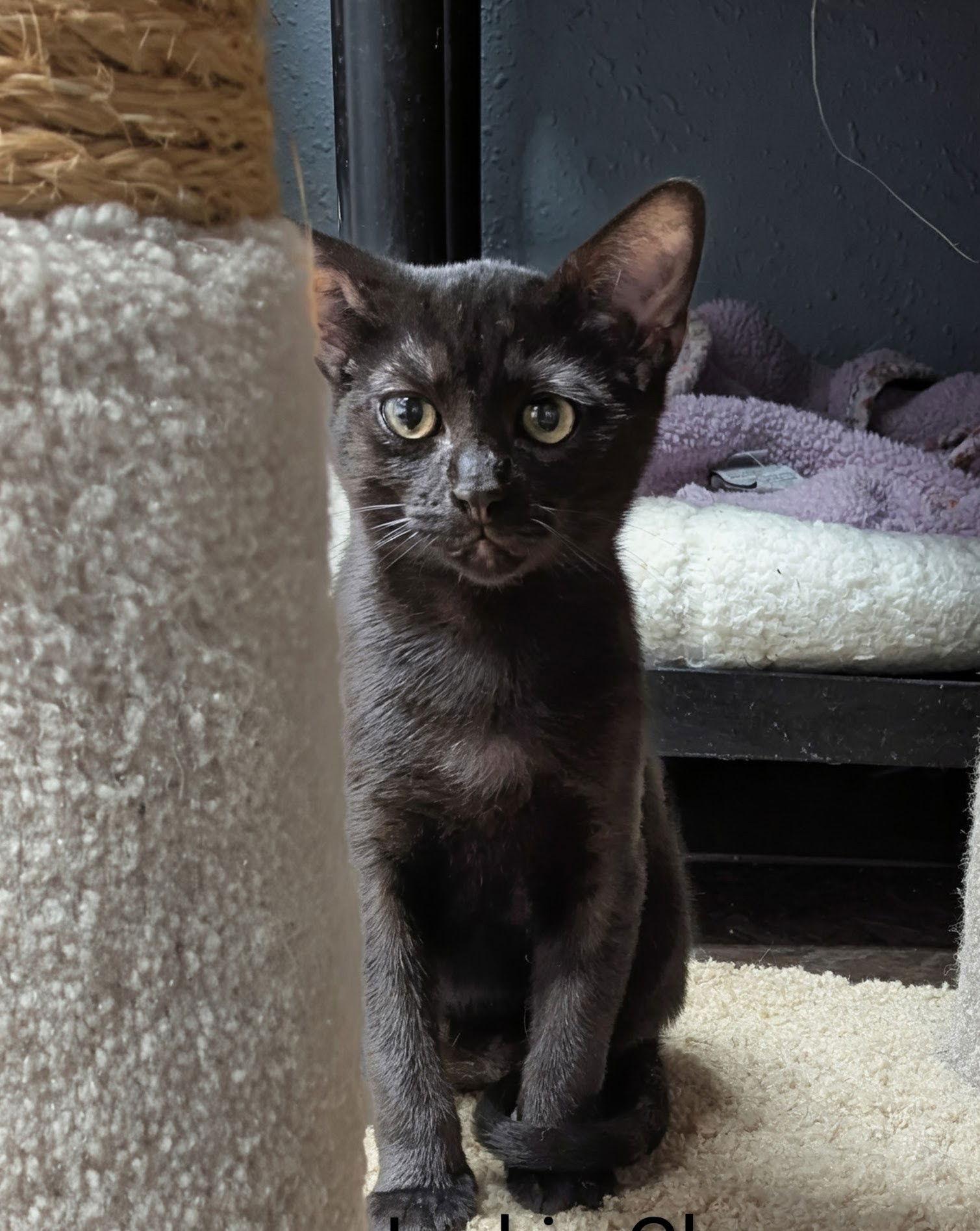 Enlarge Dolph Lundgren, a Adoptable Domestic Short Hair in Ocala, FL image 3/3