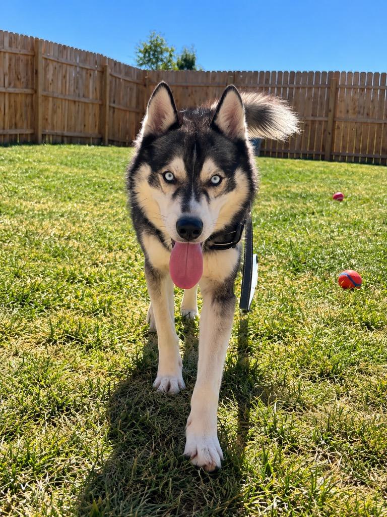 Enlarge Maverick, a Adoptable Husky in Centralia, IL image 1/3