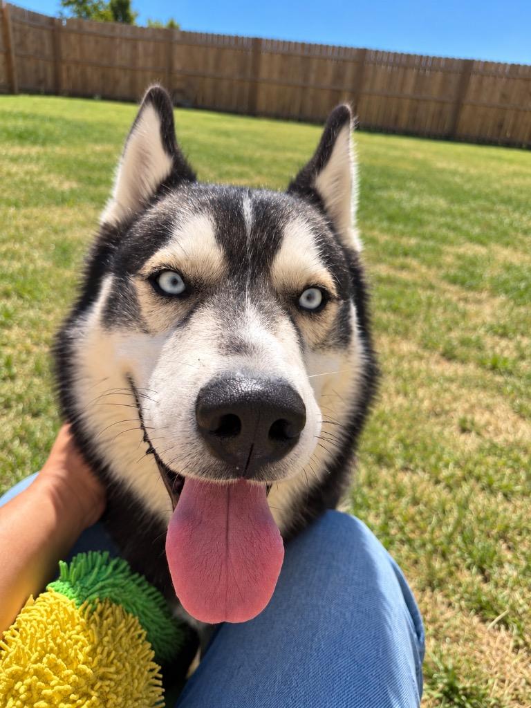 Enlarge Maverick, a Adoptable Husky in Centralia, IL image 3/3