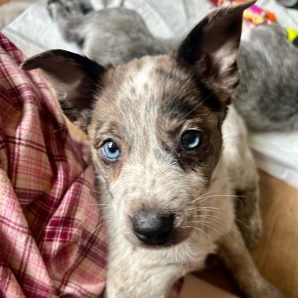 Enlarge Luna, a Adoptable mixed breed in Bloomfield, CT image 1/2