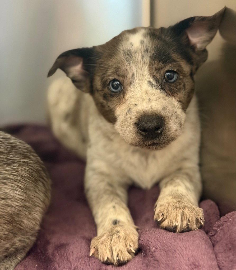 Enlarge Luna, a Adoptable mixed breed in Bloomfield, CT image 2/2