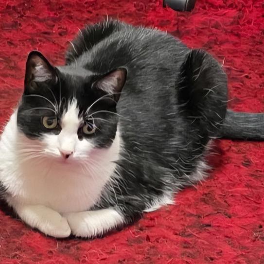 Pretty Girl, Adoptable, Adult Female Domestic Short Hair.