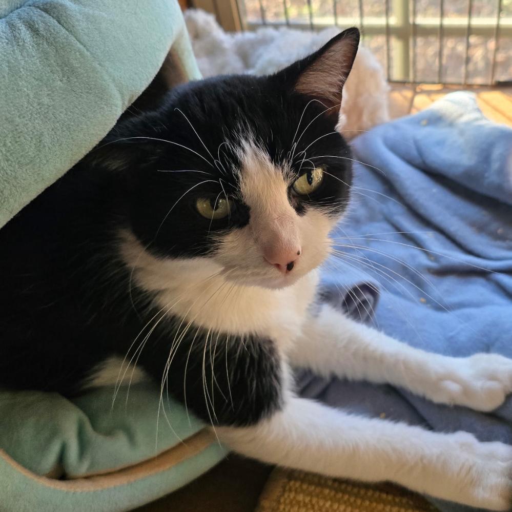 Enlarge Pretty Girl, a Adoptable Domestic Short Hair in Granby, MO image 2/2