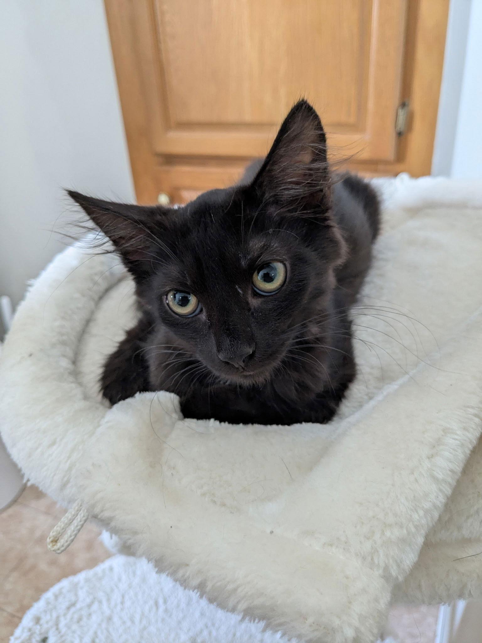 Sly Dog, Adopted, Kitten Male Domestic Long Hair.