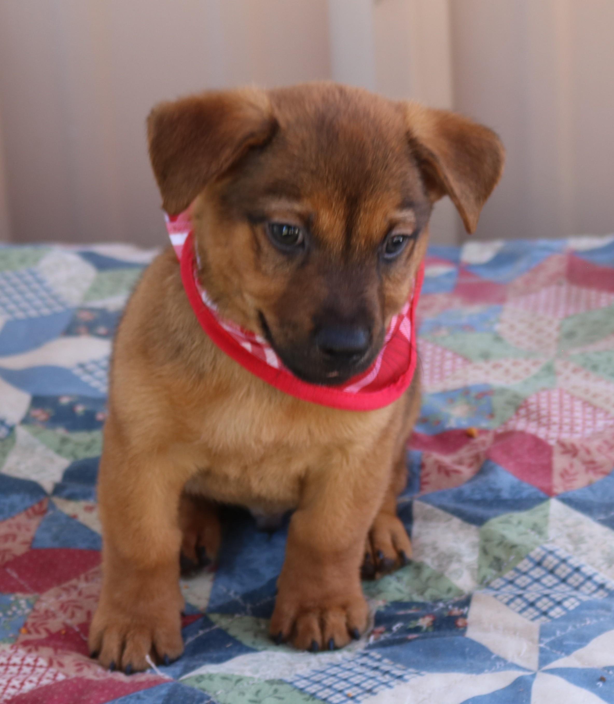 Enlarge Mason Jar, a Adopted mixed breed in Bandera, TX image 1/4