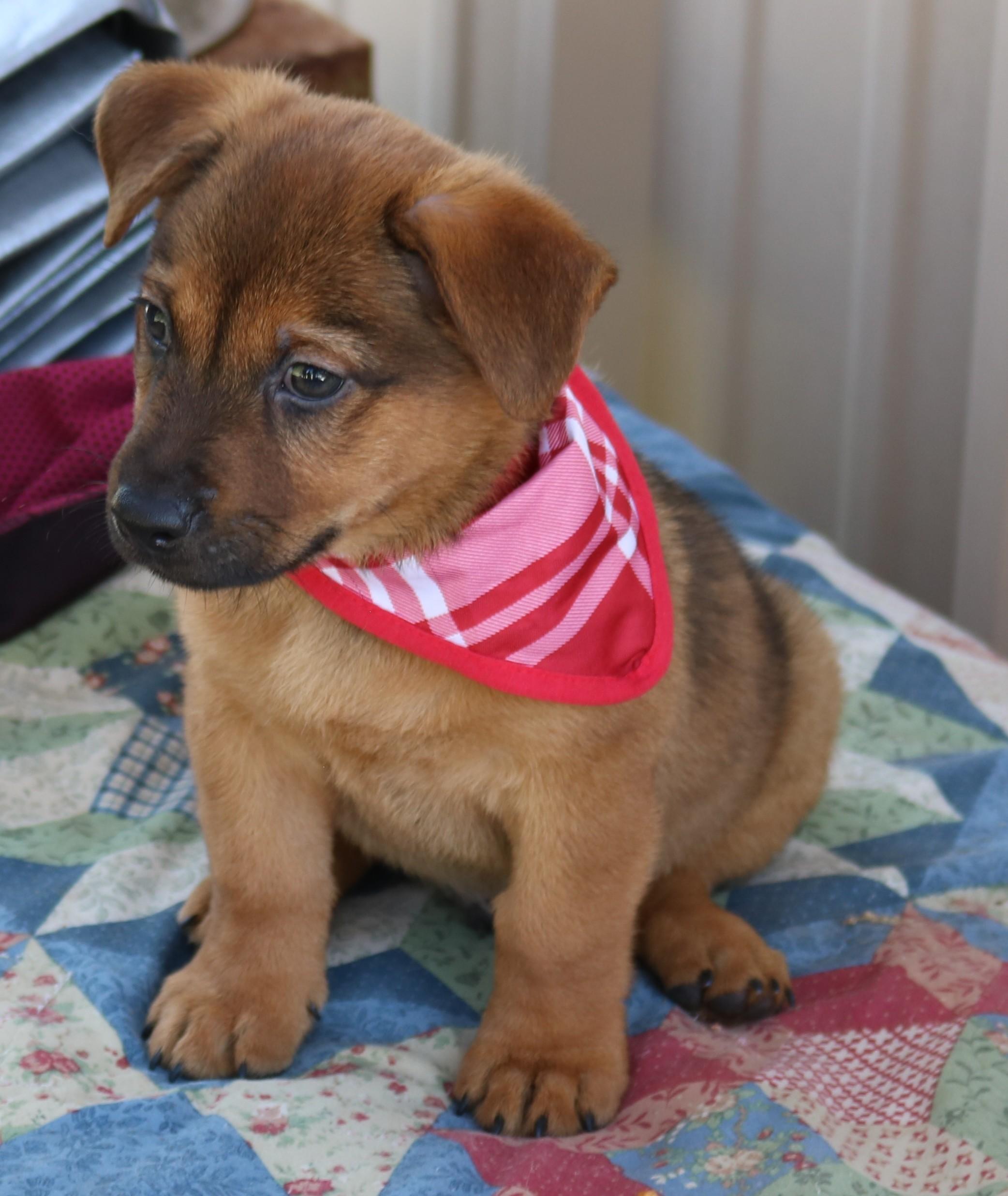 Enlarge Mason Jar, a Adopted mixed breed in Bandera, TX image 2/4