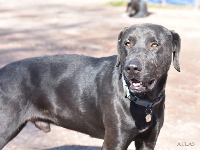 Dog for adoption - Atlas, a Black Labrador Retriever Mix in Wytheville ...